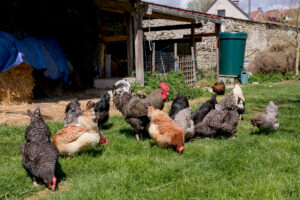 Photo de poule en plein air dans une basse-cour pour Aminature