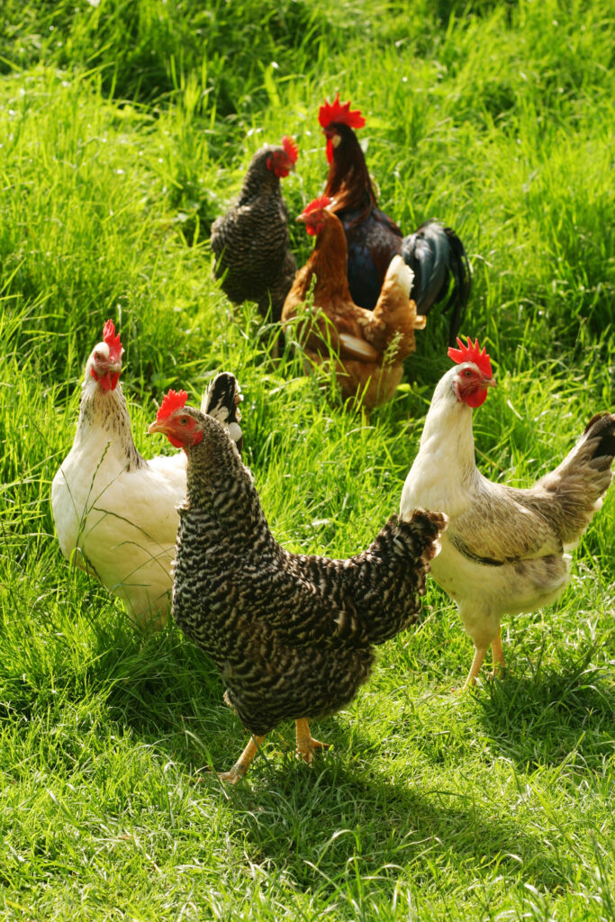 Photos de poules en plein air pour Aminature