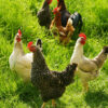 Photos de poules en plein air pour Aminature