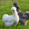 Photo de poules Ornement pour Aminature