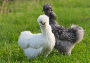 Photo de poules Ornement pour Aminature
