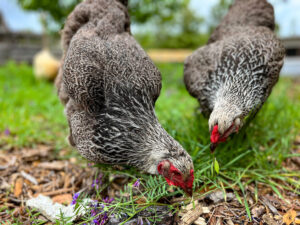 Photo de poules foncées pour Aminature
