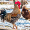 coq et poules dans un pré sous la neige - aminature