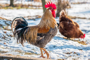 coq et poules dans un pré sous la neige - aminature