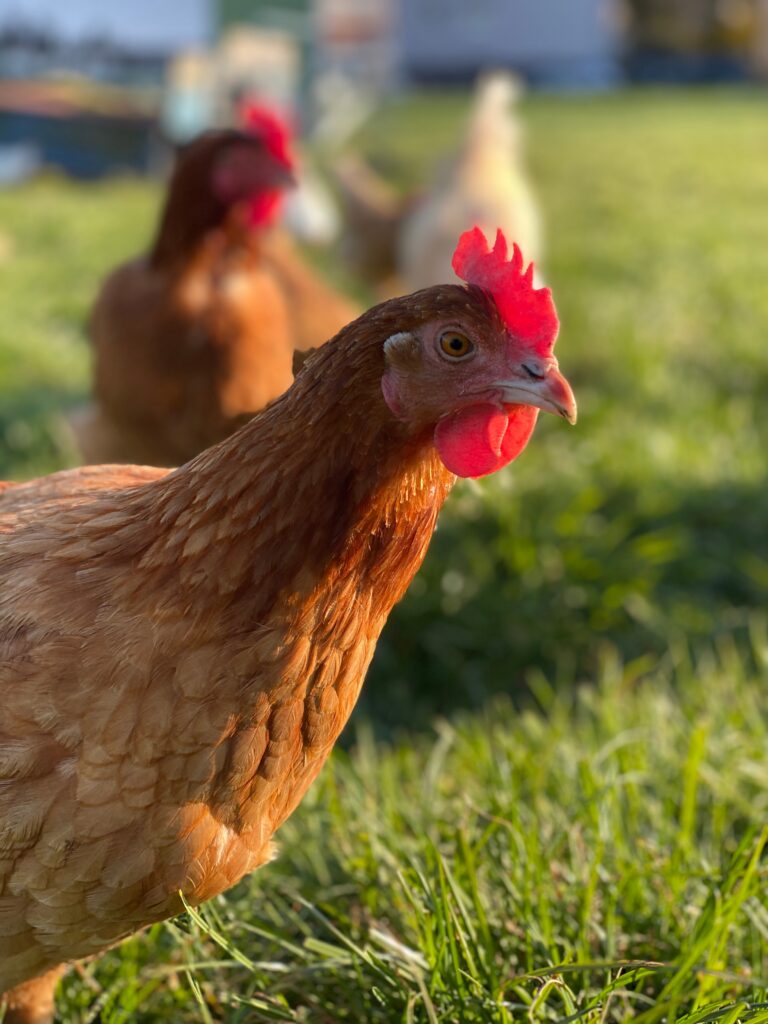 poules dans un pré - aminature