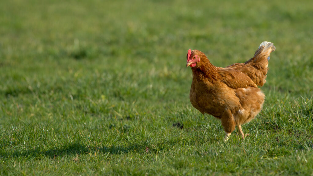 poule dans de l'herbe - aminature